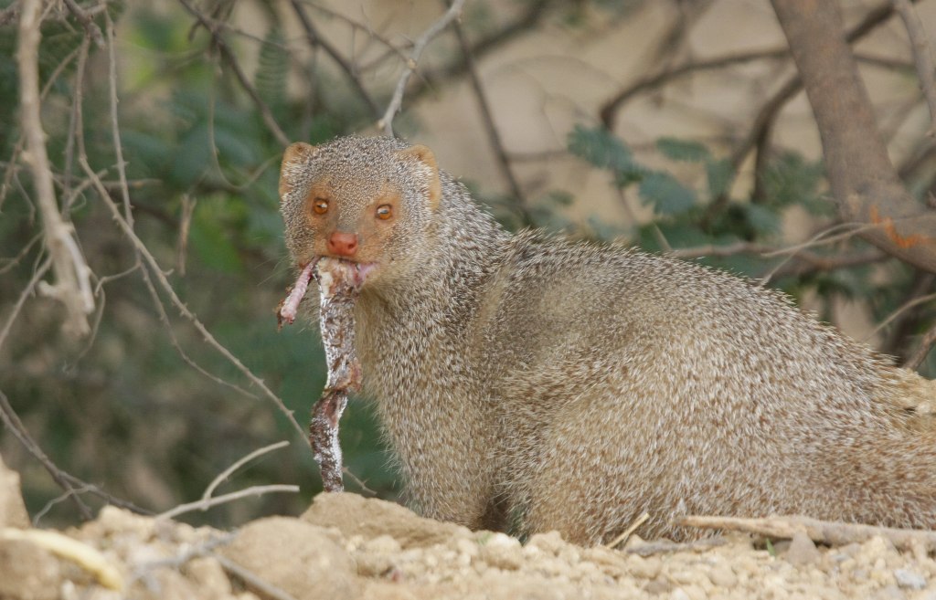 mongoose eating snake