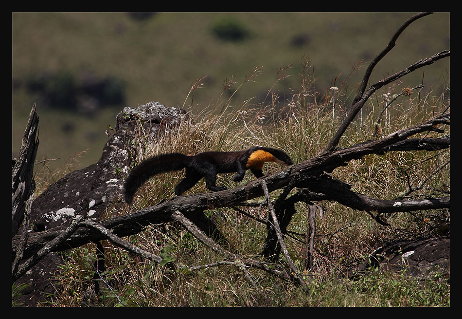 Malabar Civet