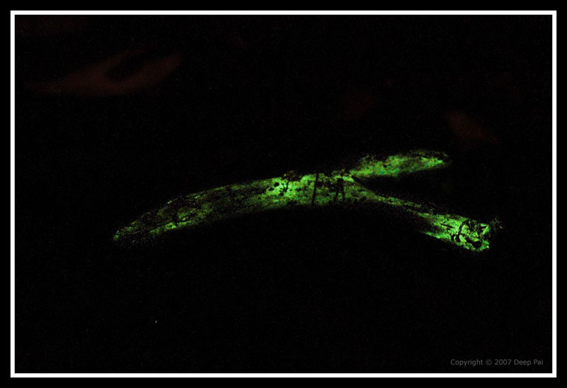 Foxfire Bioluminescence