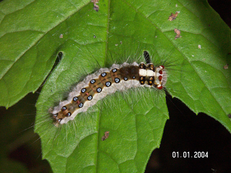 Spitfire Caterpillar Sting