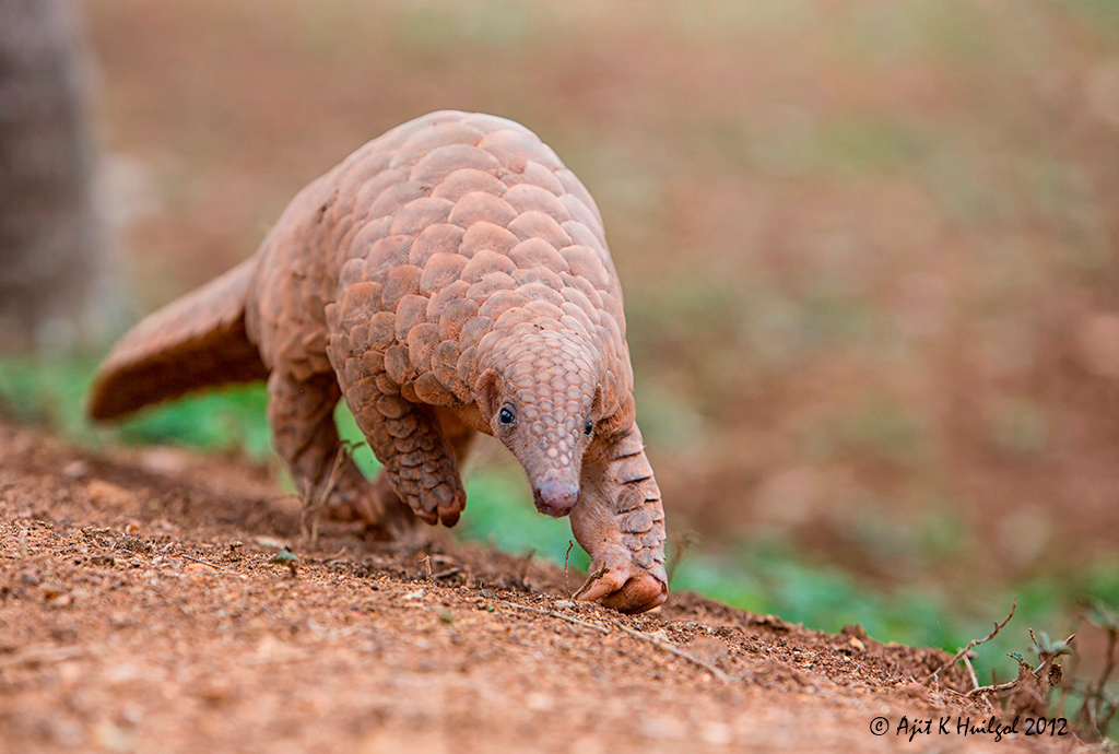 Indian pangolin | Scaly and Slimy | Pinterest