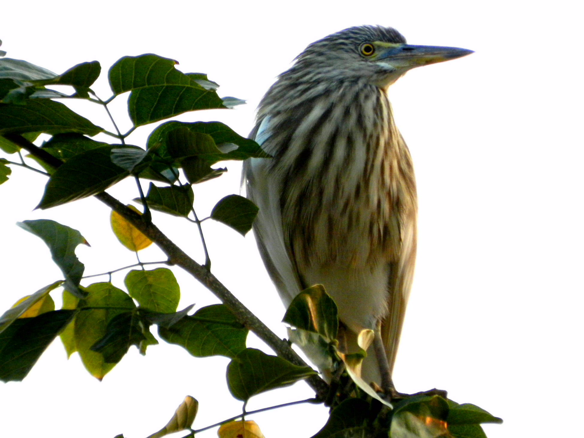 rarest-of-the-rare-australian-birds-at-moonlit-sanctuary-melbourne