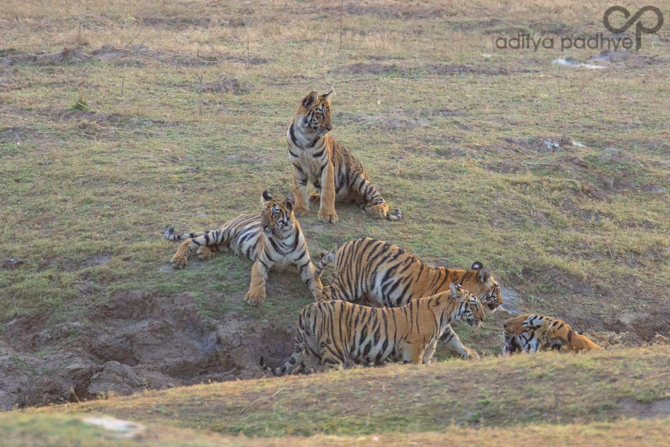 Daddy Day Care for the tiger cubs. Are male tigers good dads? 