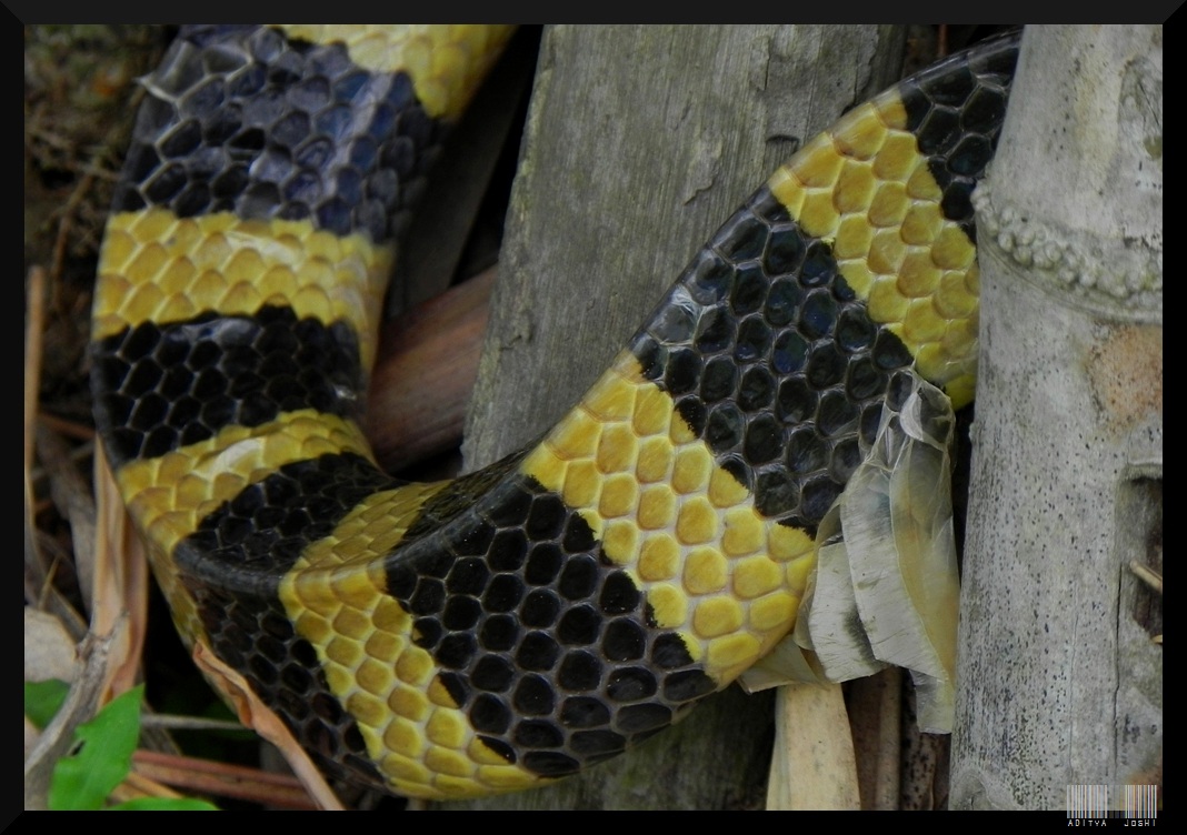 Bungarus Fasciatus