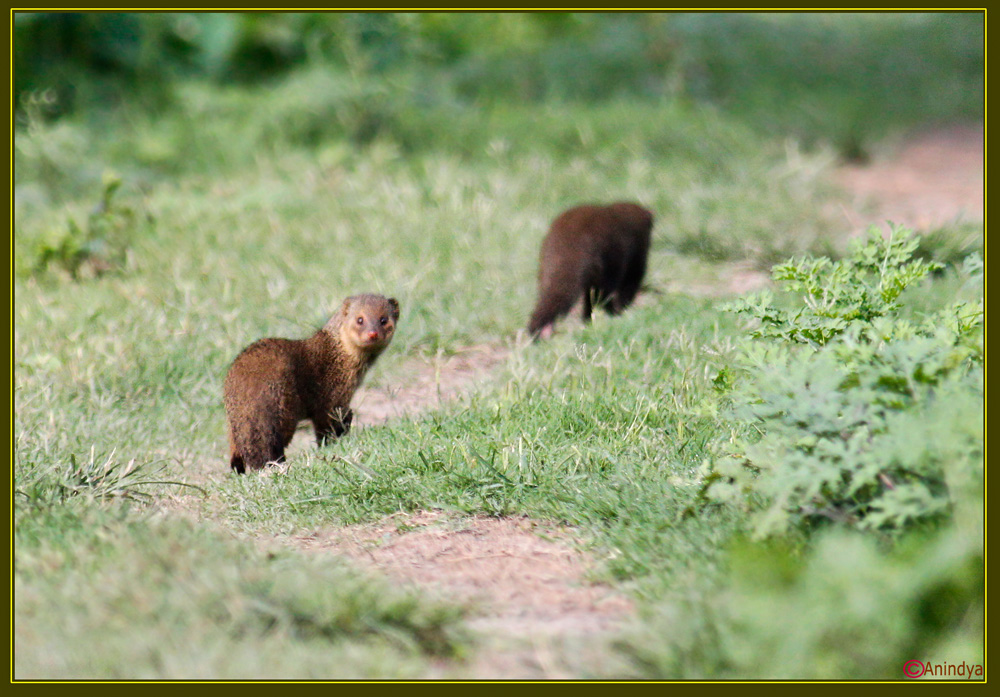 Herpestes Palustris