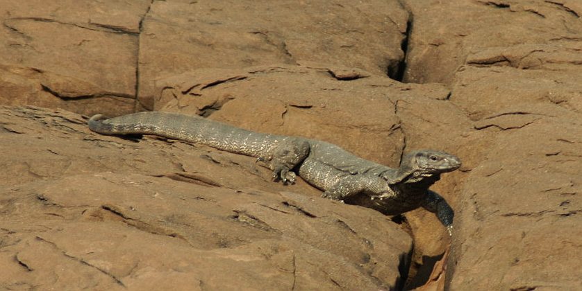 desert monitor lizard