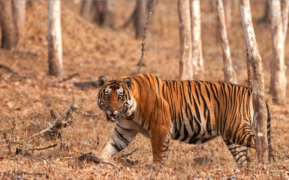 Where is the biggest bengal tigers?