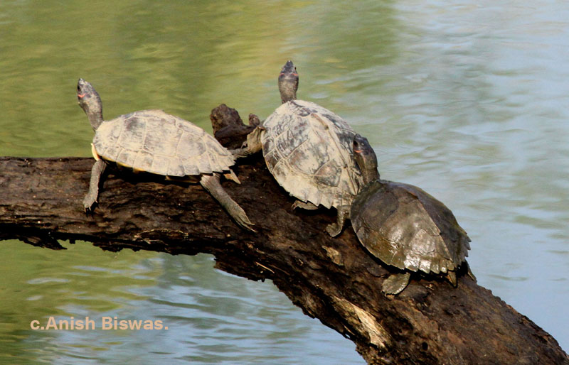 Assam Roofed Turtle