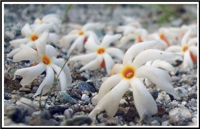 Shiuli Flower