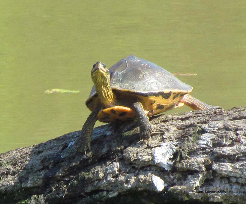 Assam Roofed Turtle