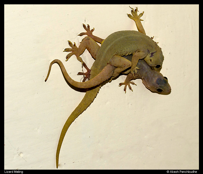 geckos mating