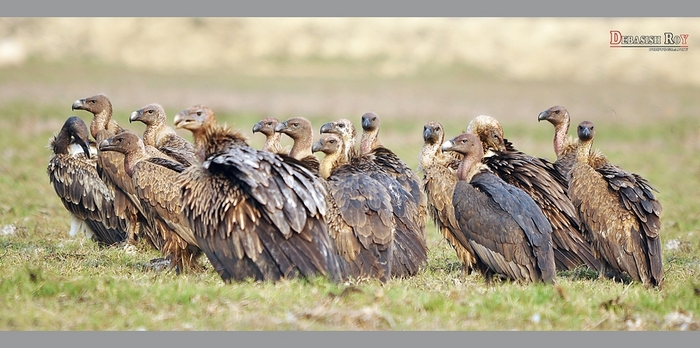 A Group Of Vultures 98