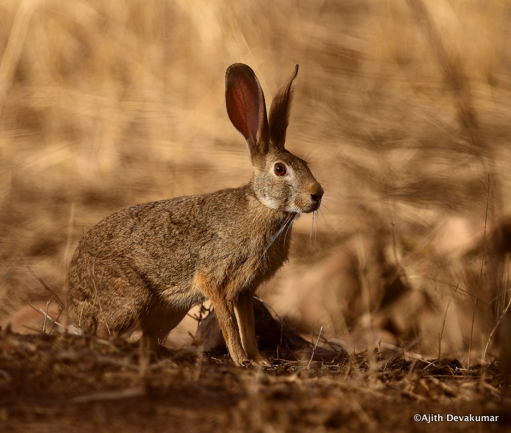 Indian Hare Animals, Kangaroo, Hare