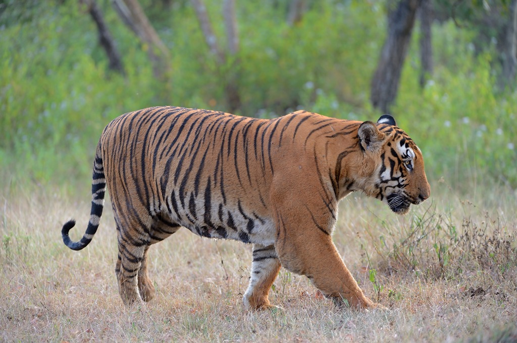tiger vs lion in hindi