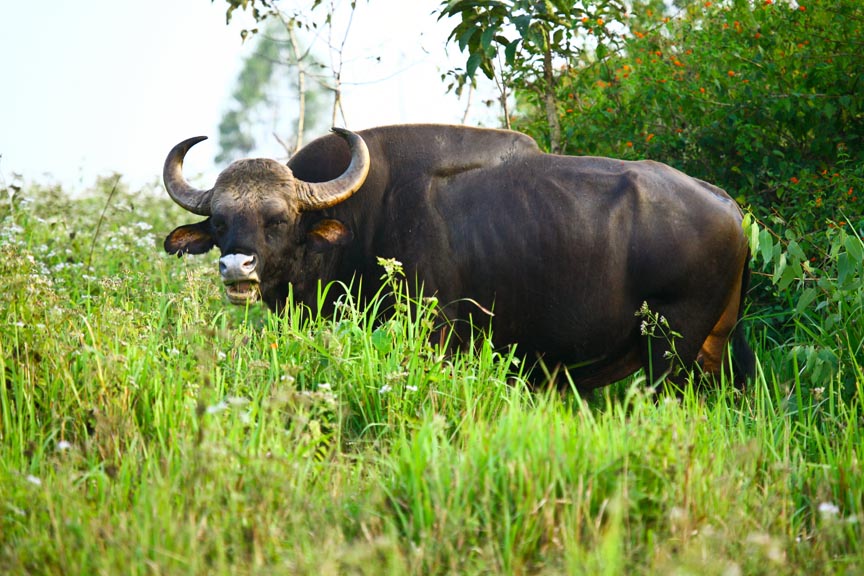 All About Gaurs, American Bison, Cape Buffalo And Asiatic Water Buffalo 