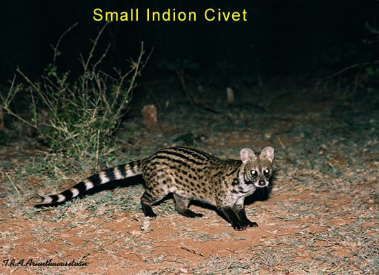 Small Indian Civet