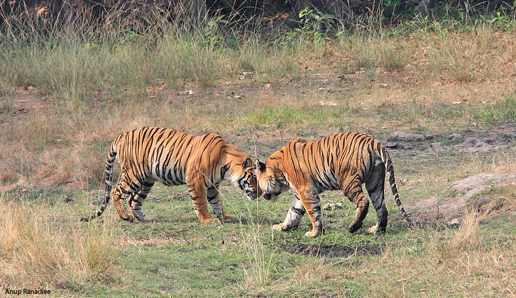 Daddy Day Care for the tiger cubs. Are male tigers good dads? 