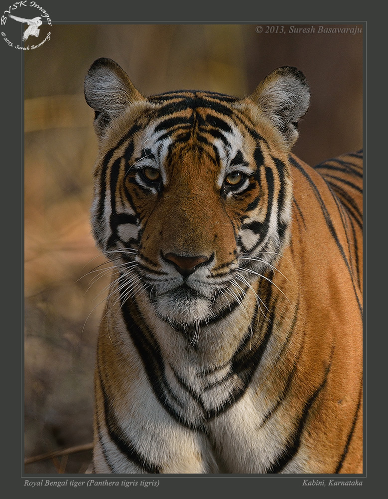 Tiger Of Bengal [1959]