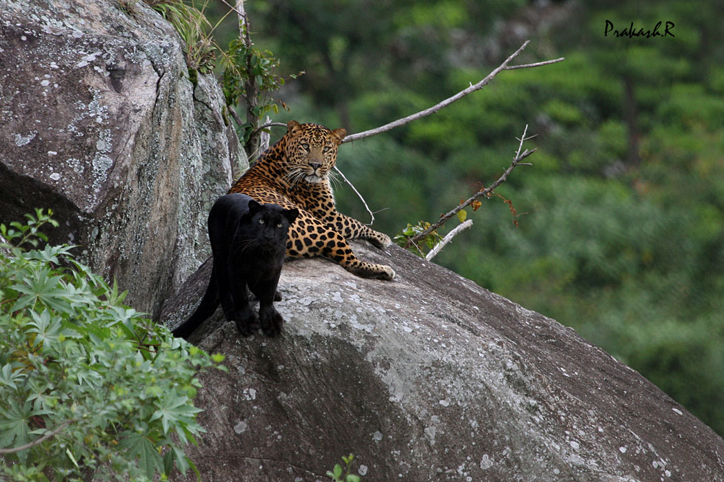 large male leopard and black leopardess spotted in India - Animal vs