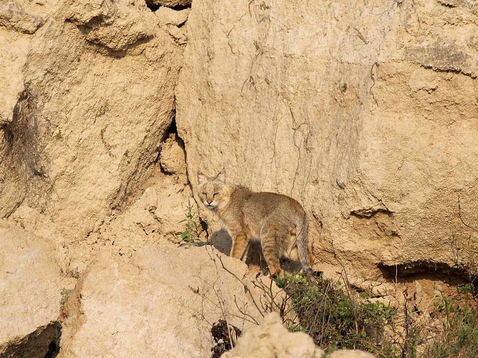 Baby Jungle Cat