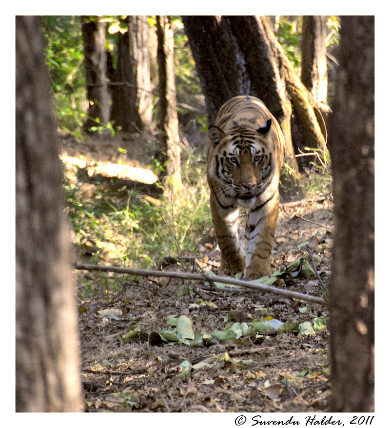 Bhopal Zoo