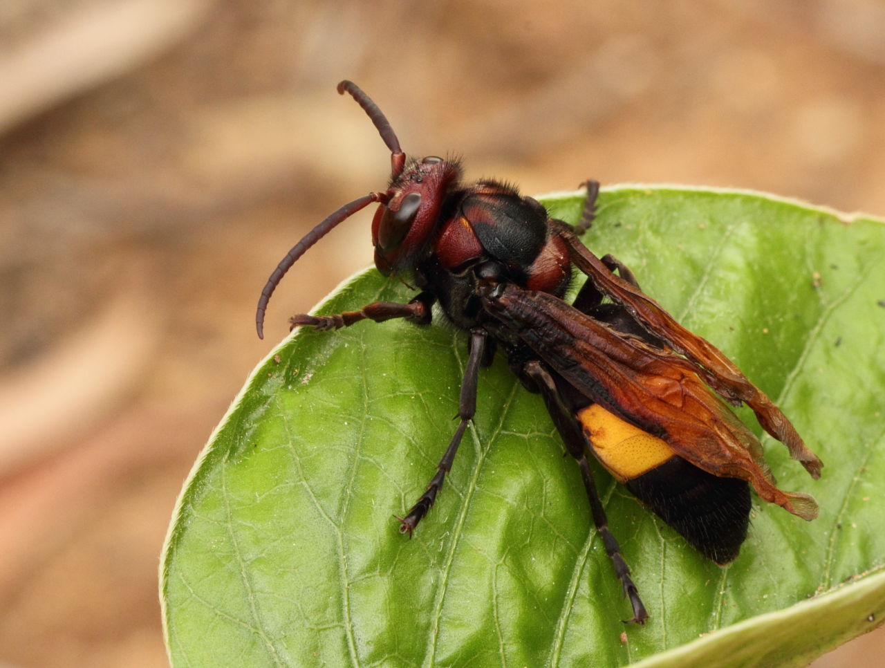 Greater Banded Hornet