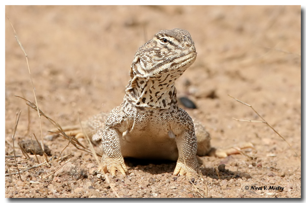 Sanda Lizard