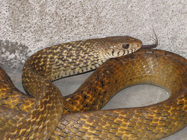 Dhaman Snake