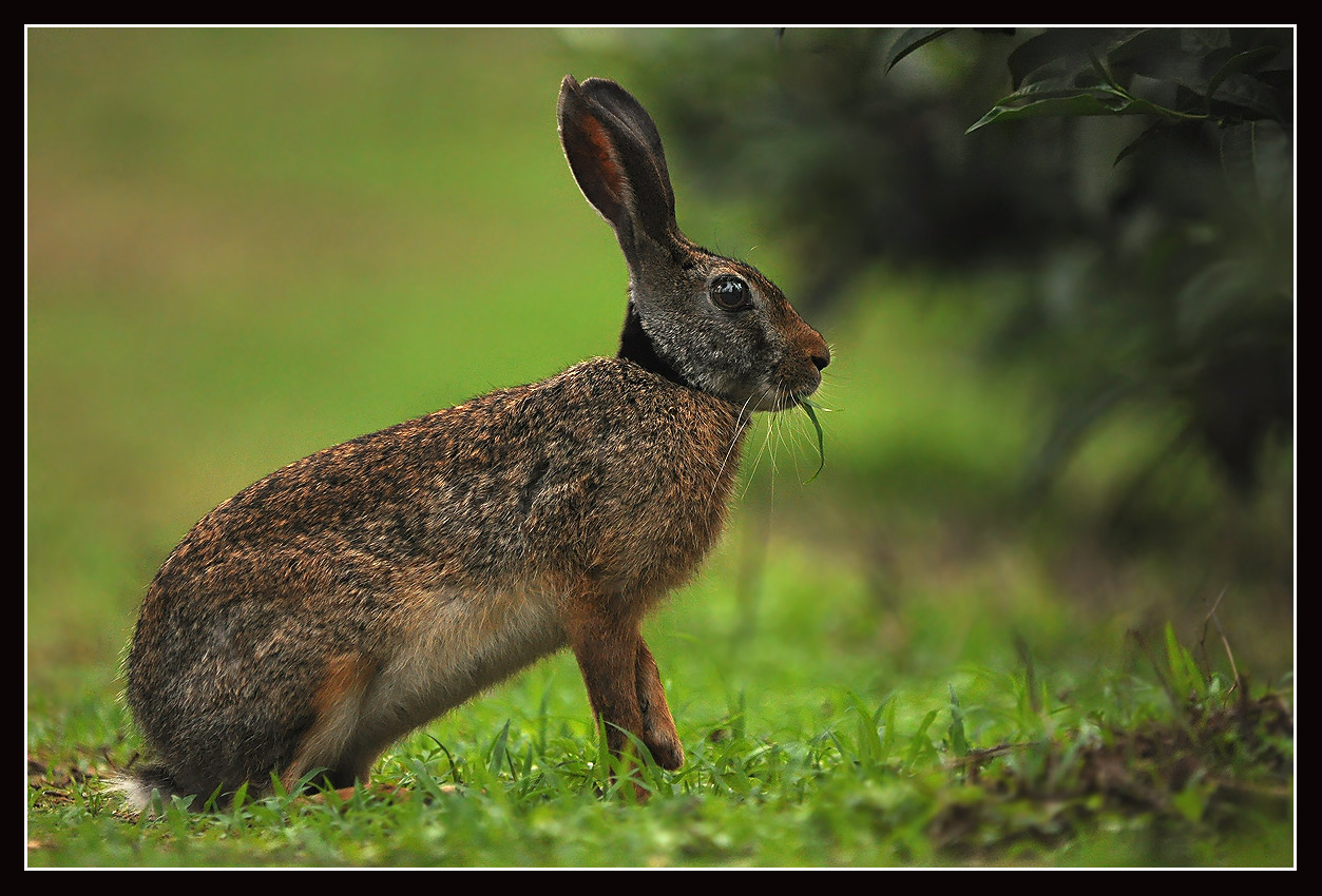 black naped hare