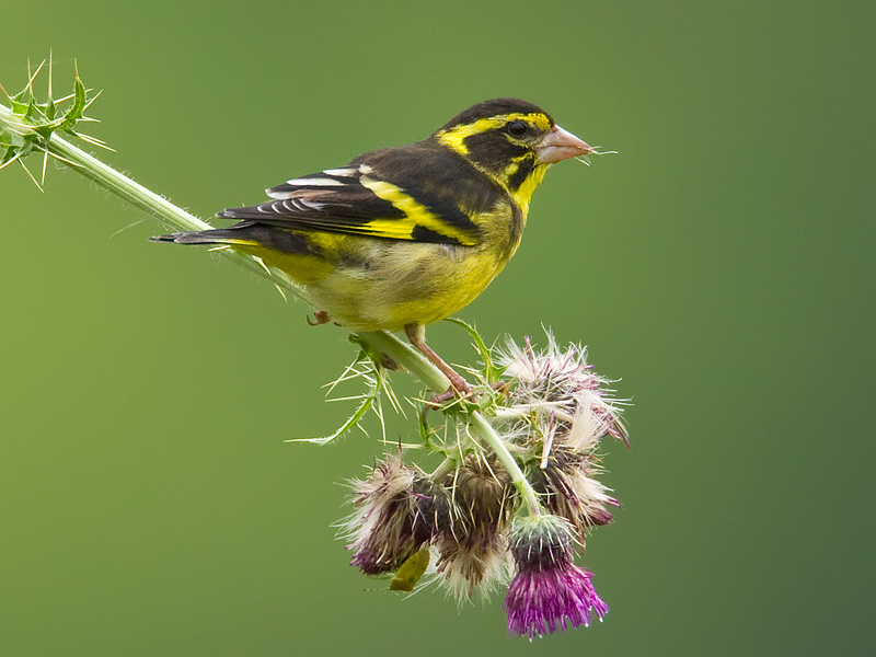 himalayan greenfinch