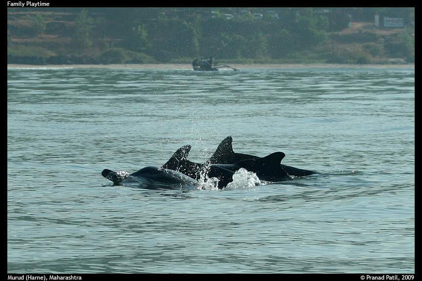 Indian Humpback Dolphin