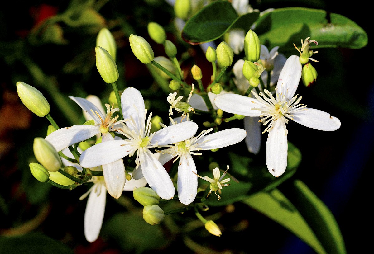 Porana Paniculata