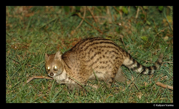 Small Indian Civet