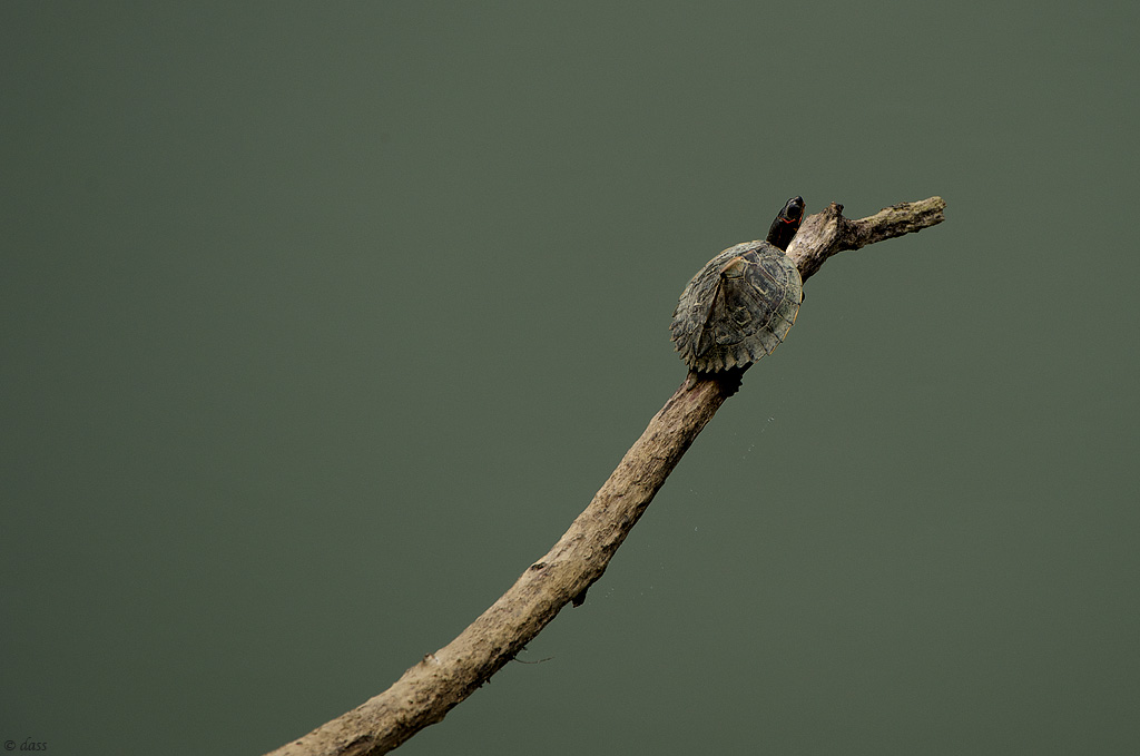 Assam Roofed Turtle