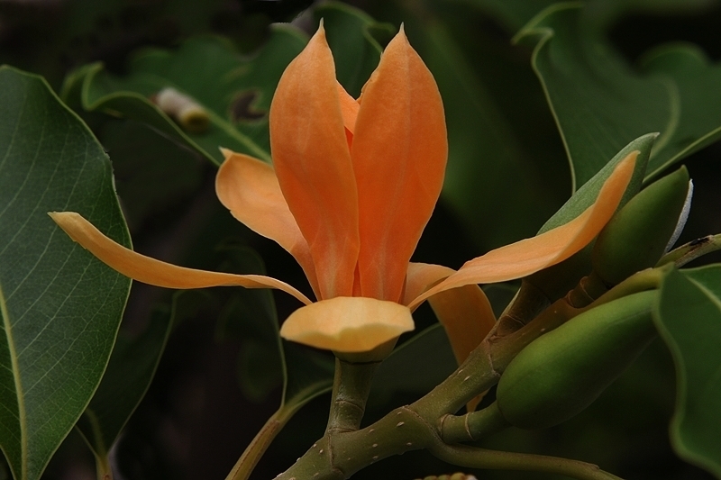 Michelia Champaca Magnolia Champaca Joy Perfume Tree Tropical Ebay