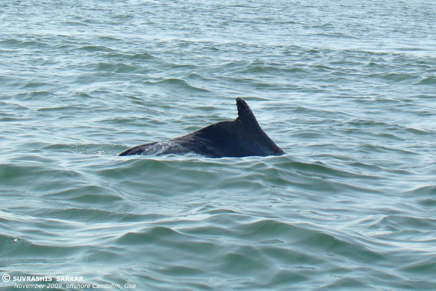 Indian Humpback Dolphin