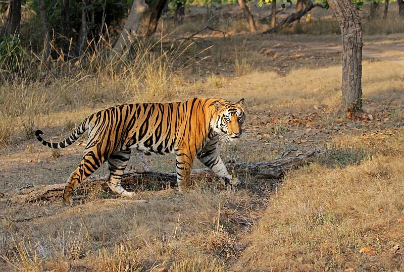 b2 bandhavgarh