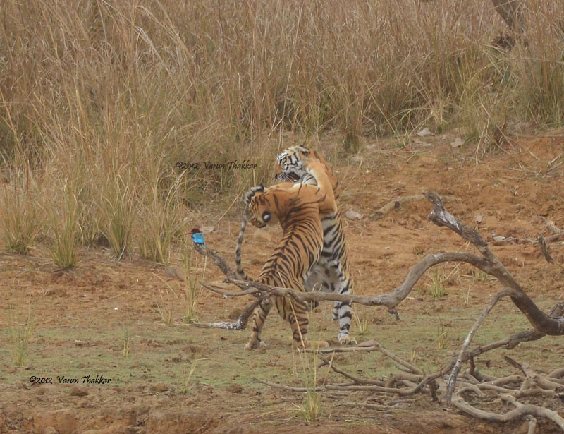 Tiger Hind Legs