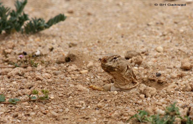 Sanda Lizard