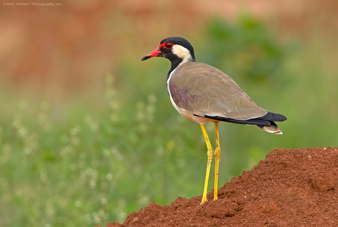 Red Wattled Lapwing Alchetron The Free Social Encyclopedia