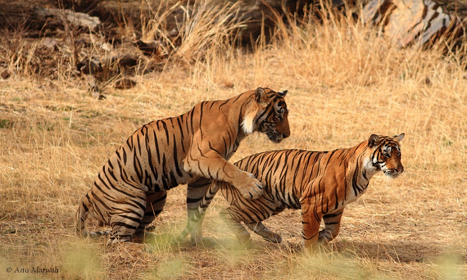 Impressive Wild Tigresses Animal vs Animal Forums
