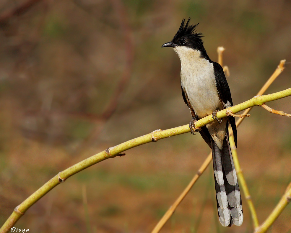 Papiha Bird