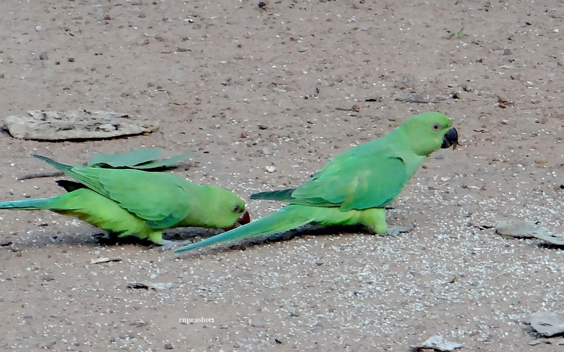 malabar parrot