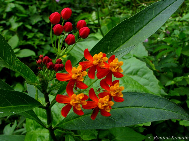 Indian Wild Flowers
