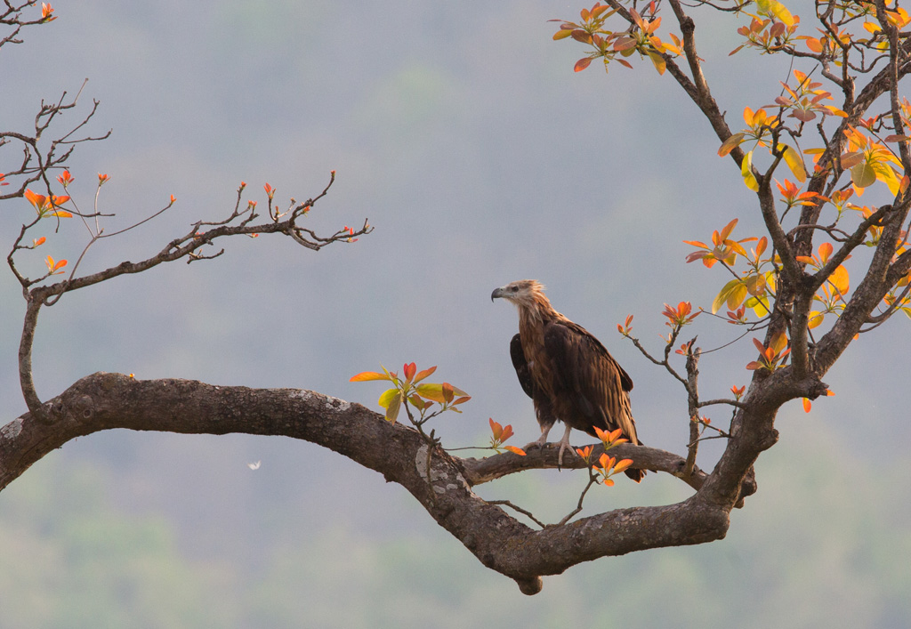 Haliaeetus Leucoryphus