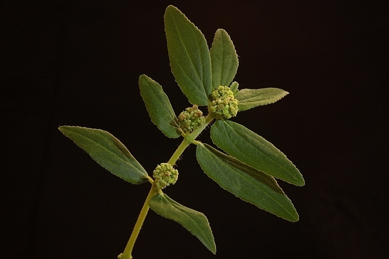 dudhi plant