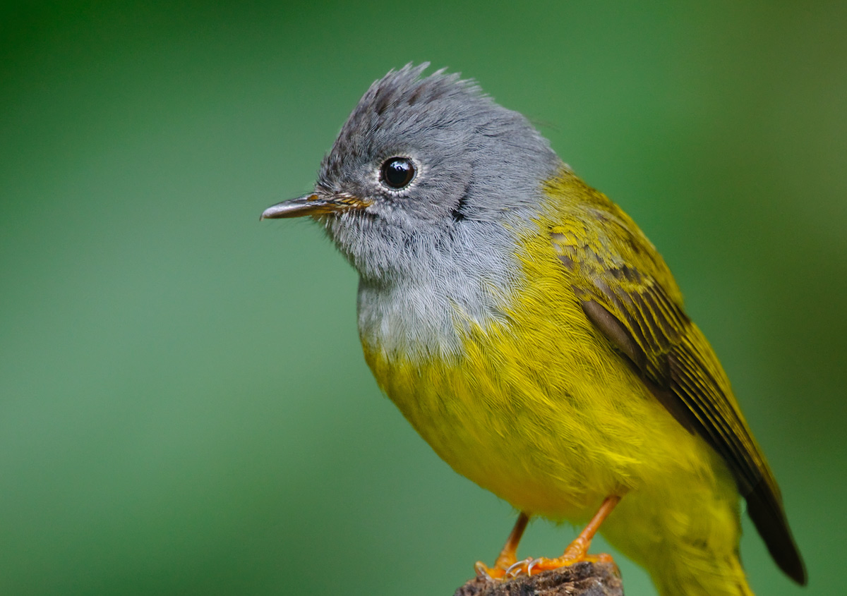 Grey headed canary flycatcher - Alchetron, the free social encyclopedia