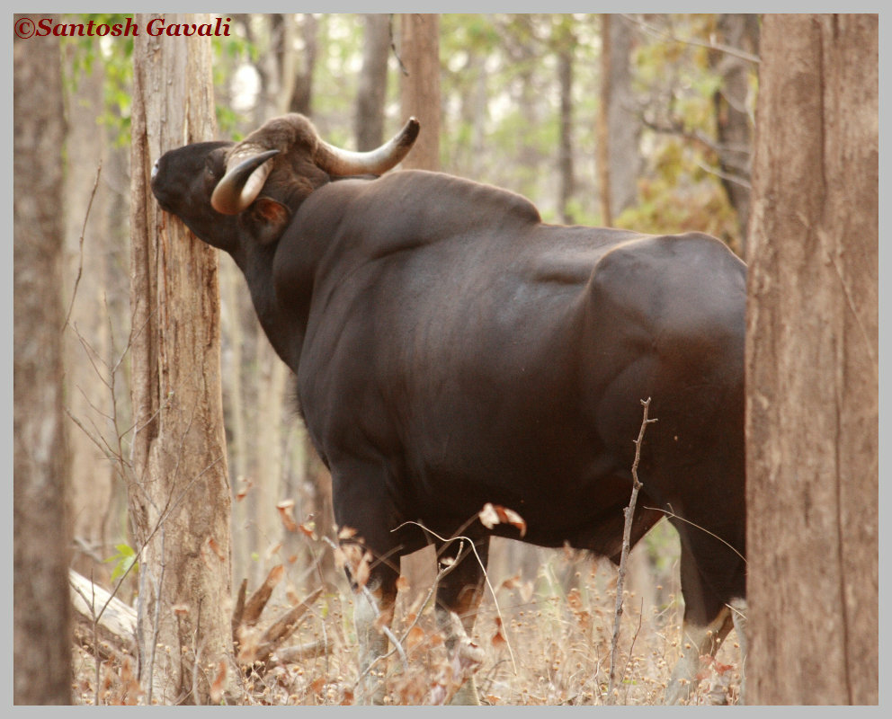 Indian Bison