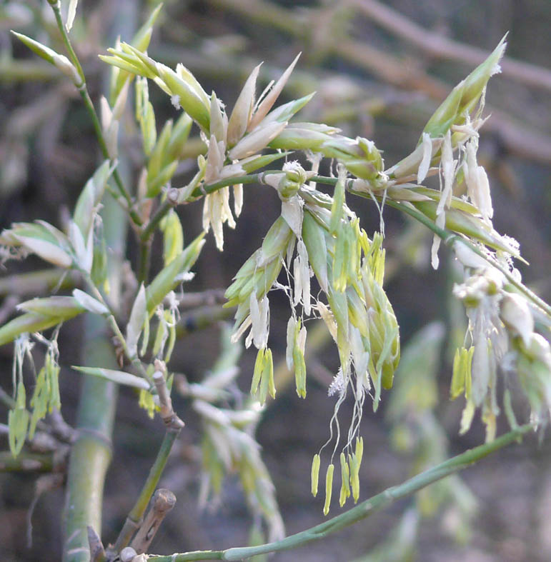 Bamboo Mass Flowering