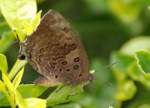 large oak blue